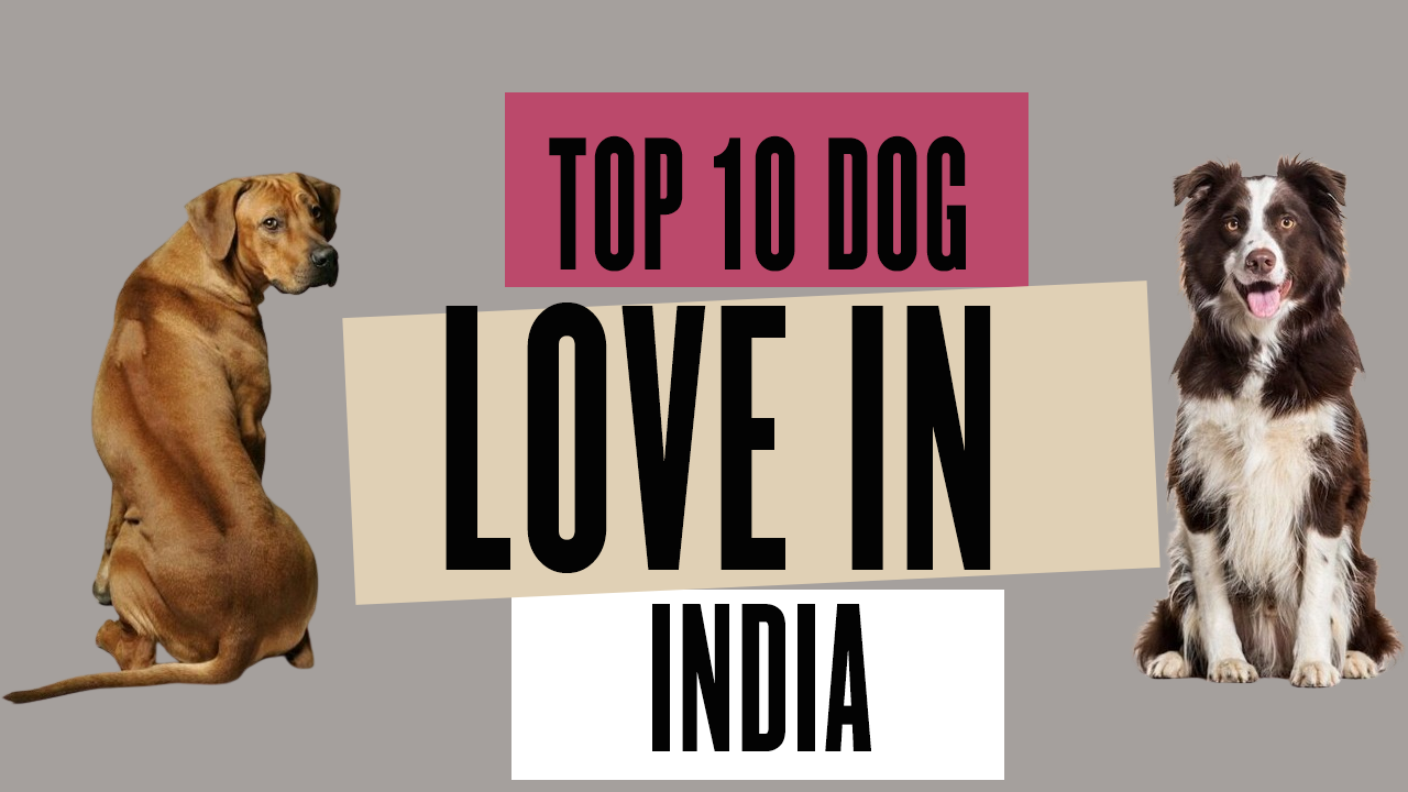 Top 10 Dogs Perfect for Your Home in India