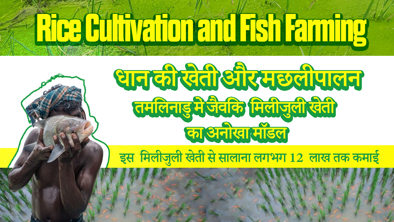 Rice Cultivation and Fish Farming