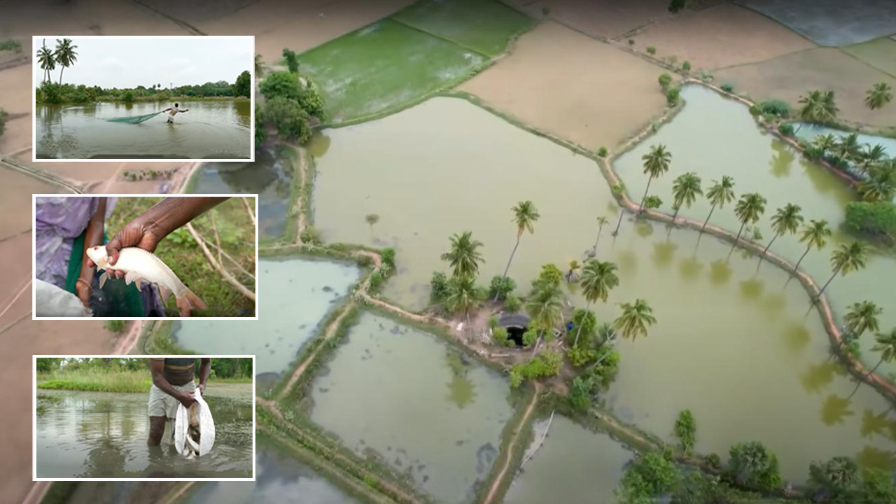 Rice Cultivation and Fish Farming