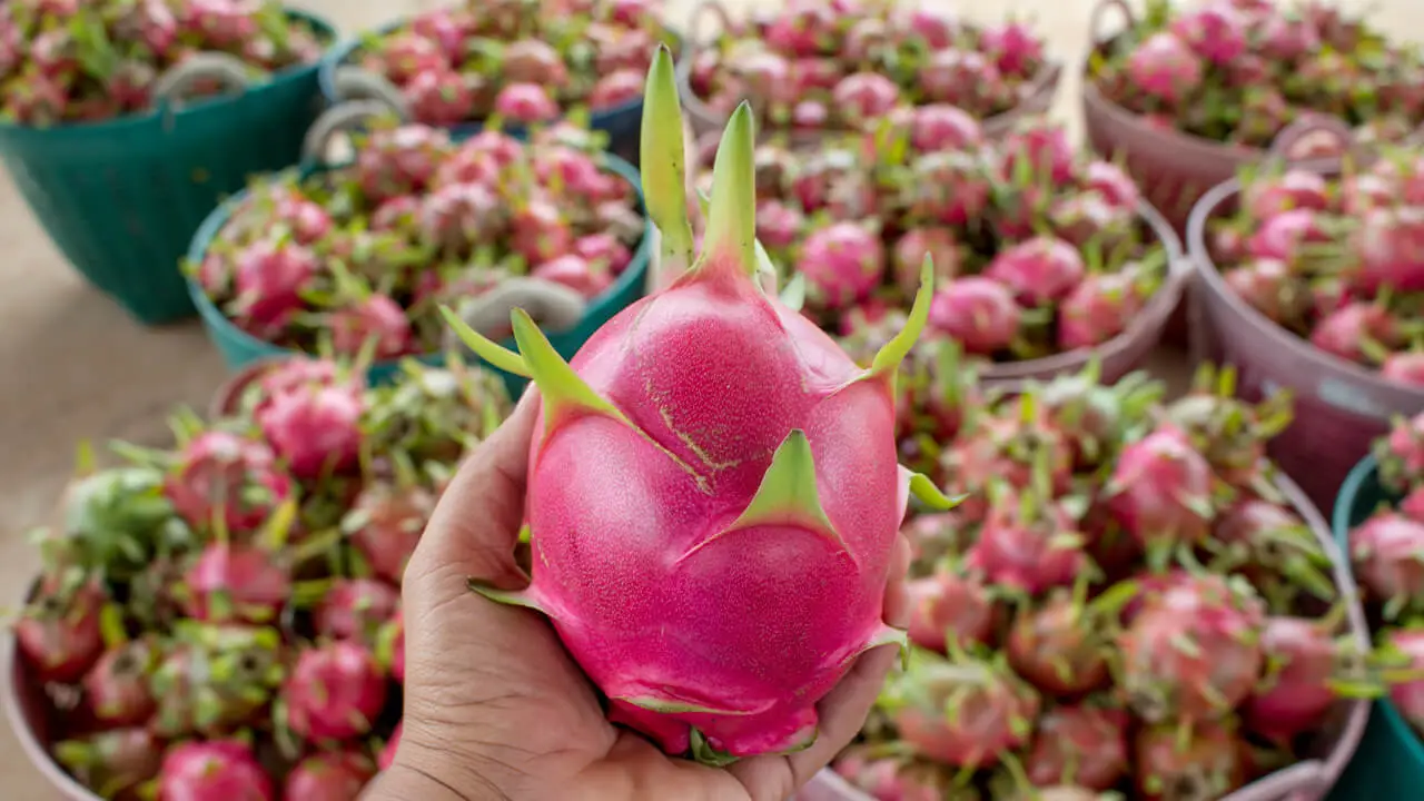 Dragon Fruit